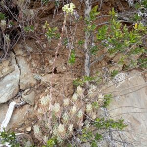 Sedum sediforme