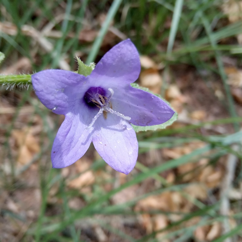 Campanula peregrina