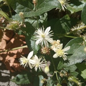 Clematis vitalba