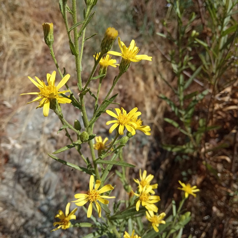 Dittrichia viscosa subsp. angustifolia