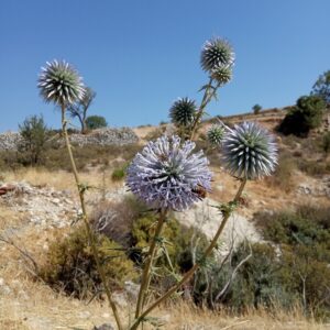 Echinops spinosissimus