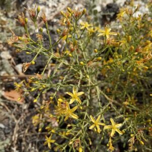 Hypericum triquetrifolium