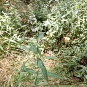 Mentha longifolia subsp. cyprica