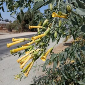 Nicotiana glauca Graham