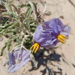 Solanum elaeagnifolium