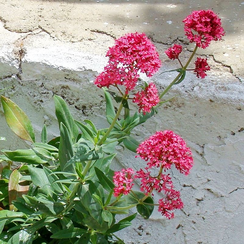 Centranthus ruber