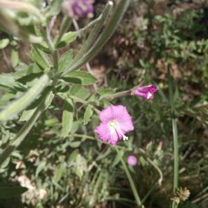 Epilobium hirsutum