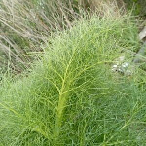 Ferula communis subsp. communis