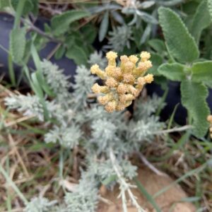 Helichrysum italicum