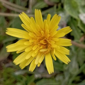 Leontodon tuberosus flower