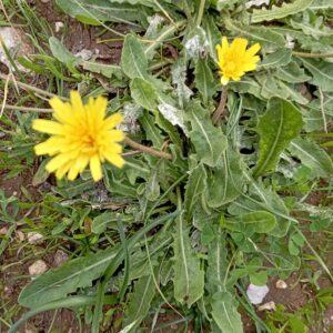 Leontodon tuberosus leaves