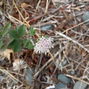 Scabiosa cyprica