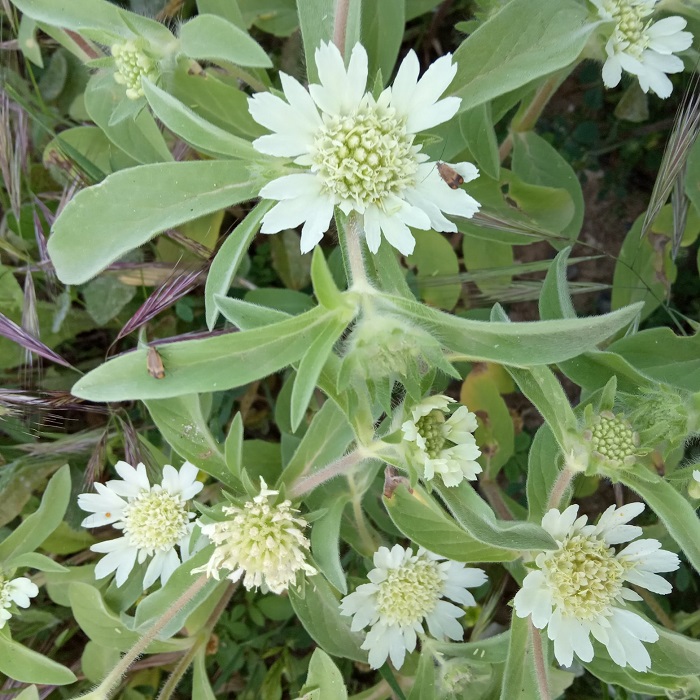 Scabiosa prolifera