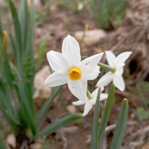 Narcissus tazetta