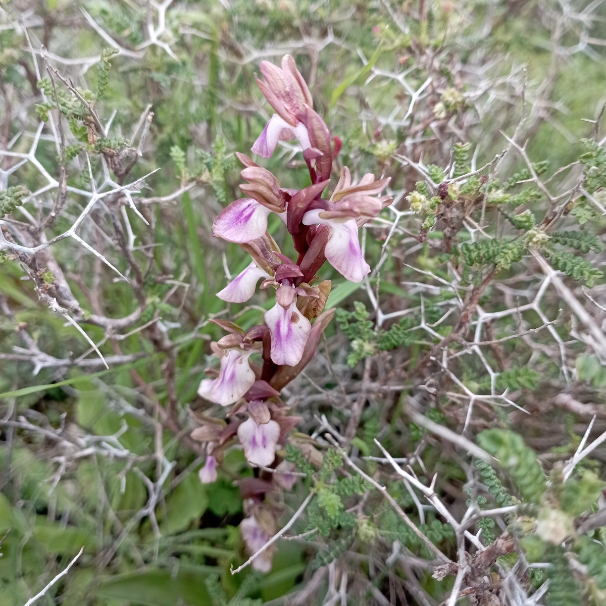 Anacamptis collina