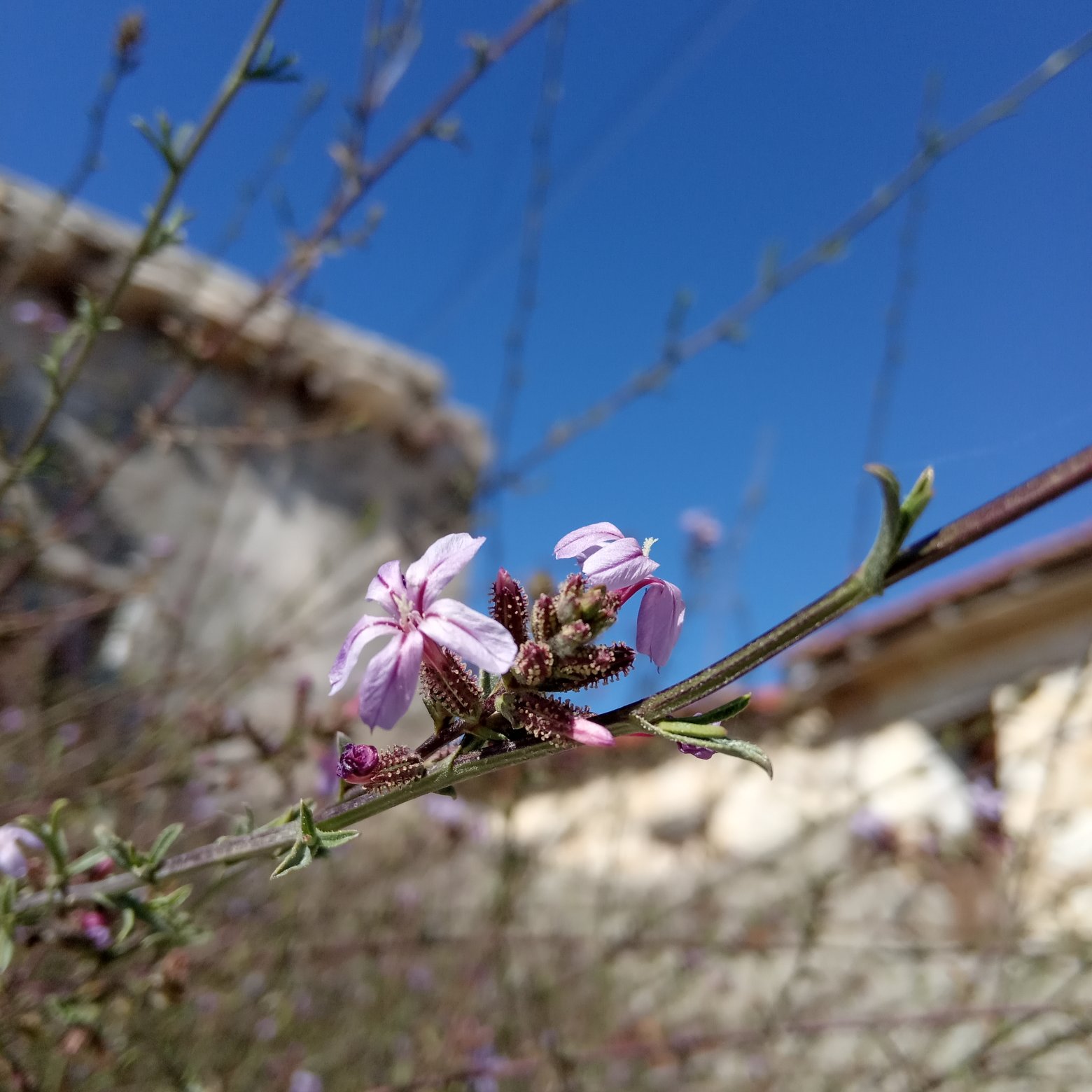 Plumbago europaea