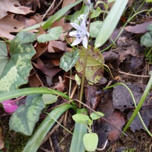 Scilla morrisii Meikle