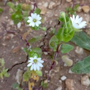 Stellaria cupaniana