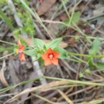 Anagallis arvensis