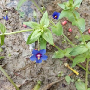 Anagallis arvensis