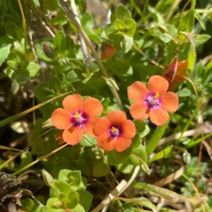 Anagallis arvensis