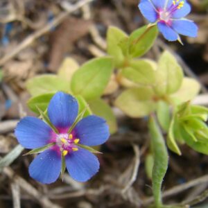 Anagallis foemina