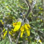 Anagyris foetida Flowers