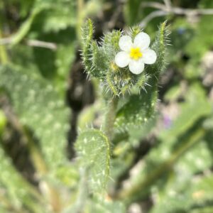 Anchusa aegyptiaca