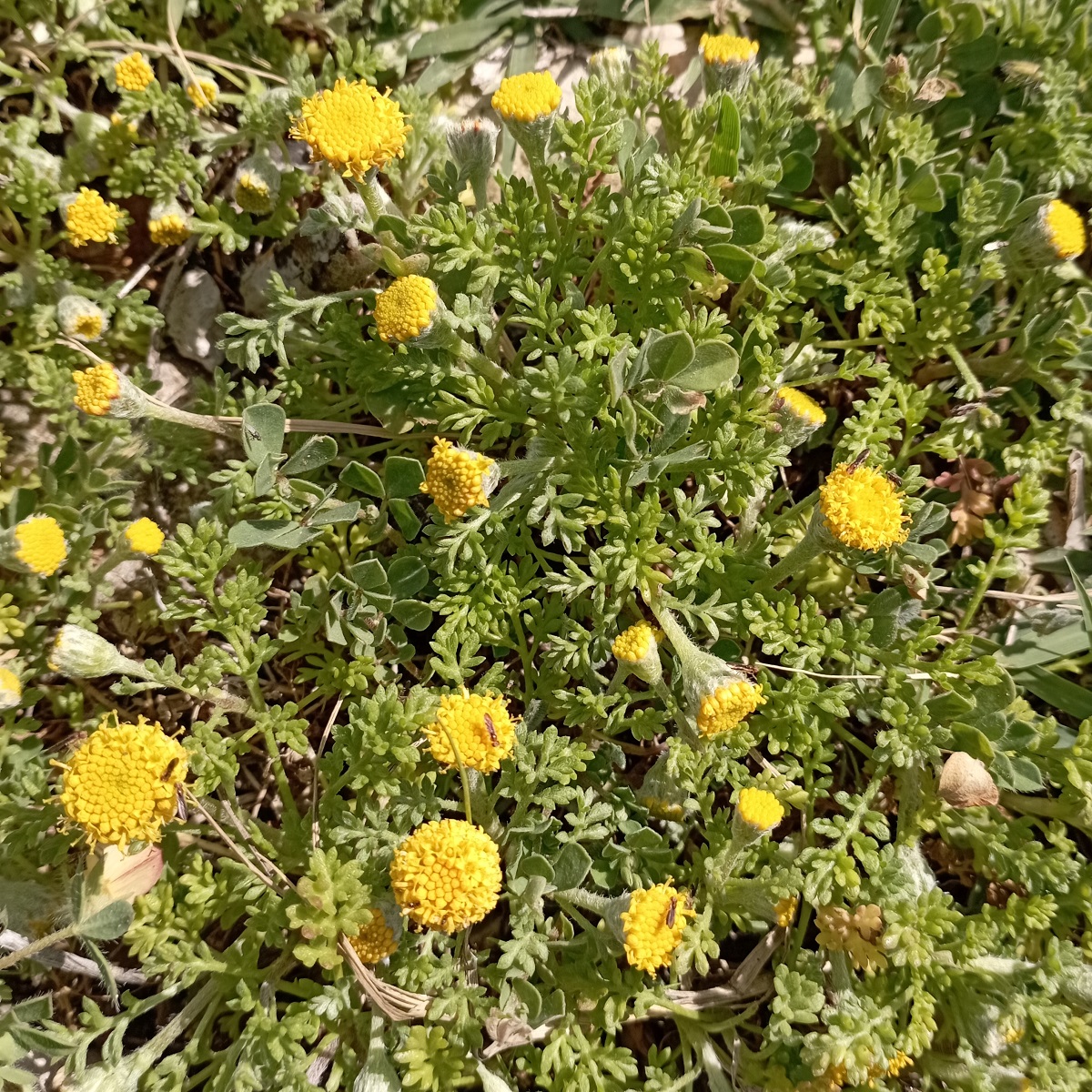 Anthemis rigida