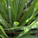 Asphodelus fistulosus pipe-shaped leave