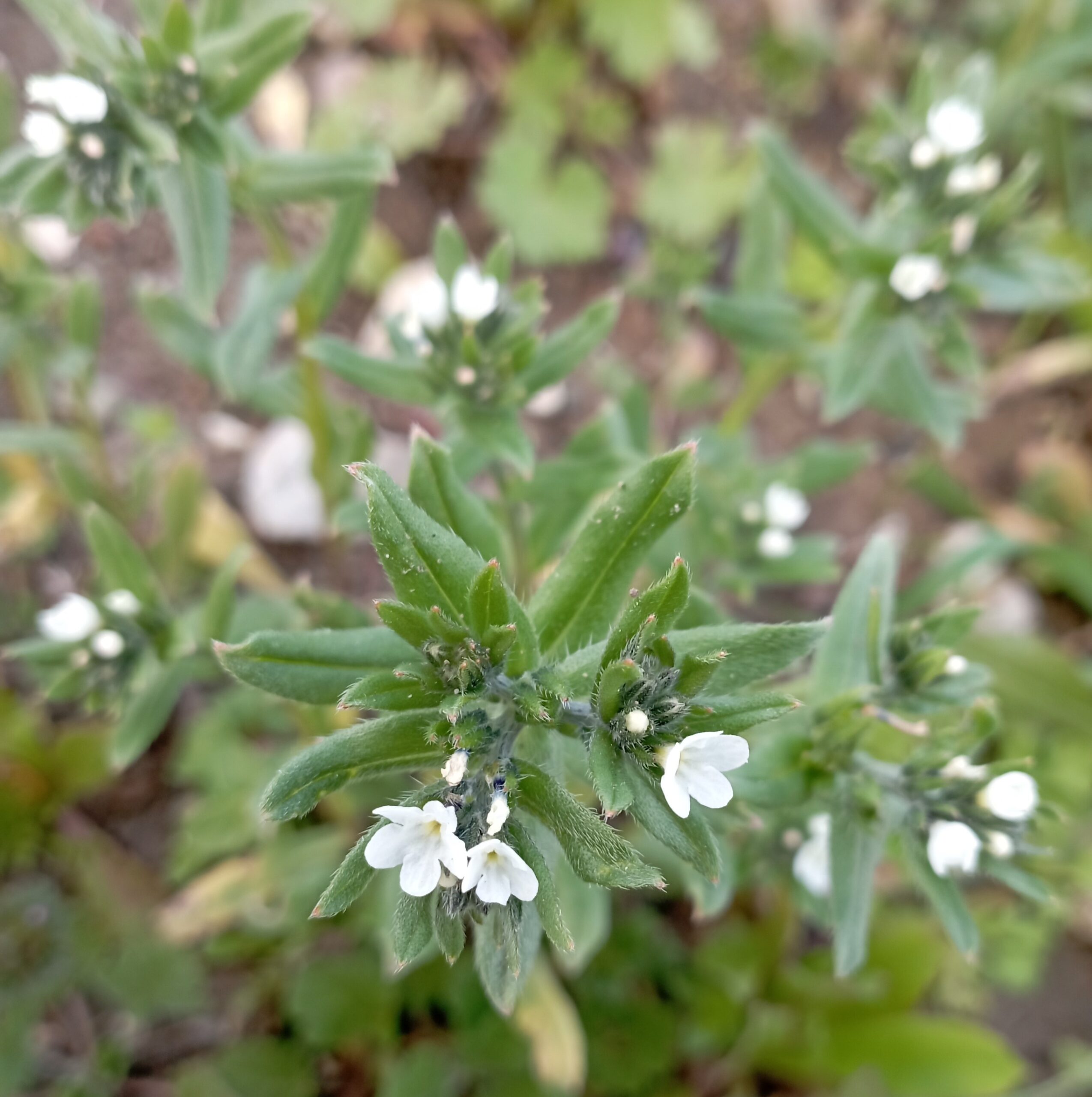 Buglossoides arvensis subsp. arvensis