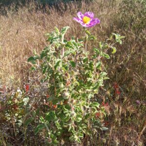 Cistus creticus