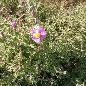 Cistus creticus