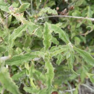 Cistus creticus leaves