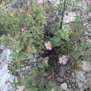 Cistus parviflorus