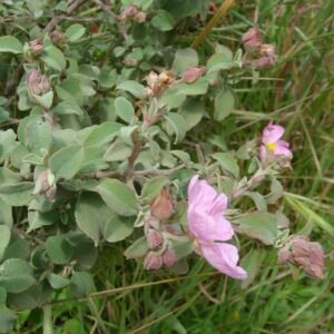 Cistus parviflorus