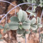 Cistus parviflorus Leaves