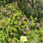 Cistus salviifolius