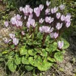 Cyclamen persicum