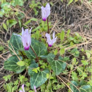 Cyclamen persicum