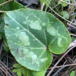 Cyclamen persicum Leave