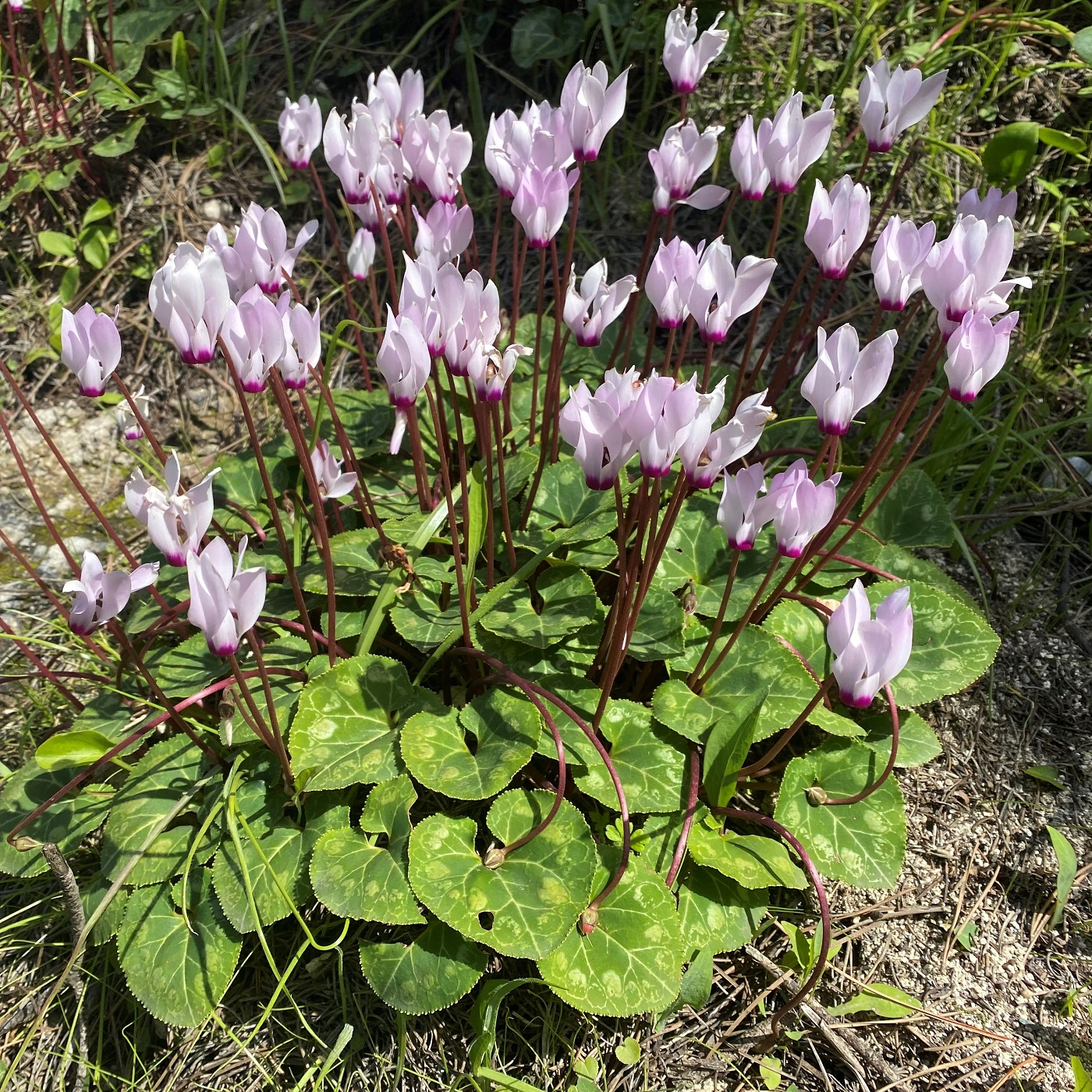 Cyclamen persicum