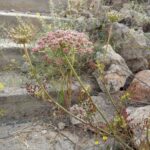 Daucus carota subsp. carota