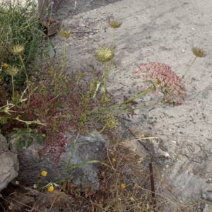 Daucus carota subsp. carota