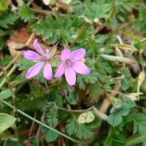 Erodium cicutarium subsp. cicutarium