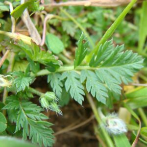 Erodium cicutarium subsp. cicutarium