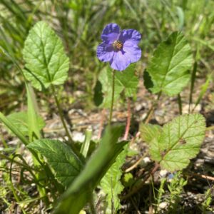 Erodium gruinum