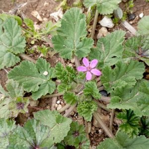 Erodium malacoides