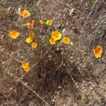 Eschscholzia californica