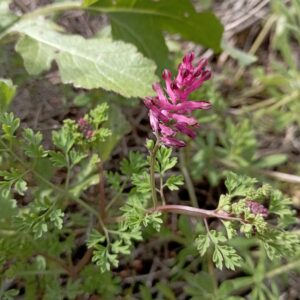 Fumaria officinalis